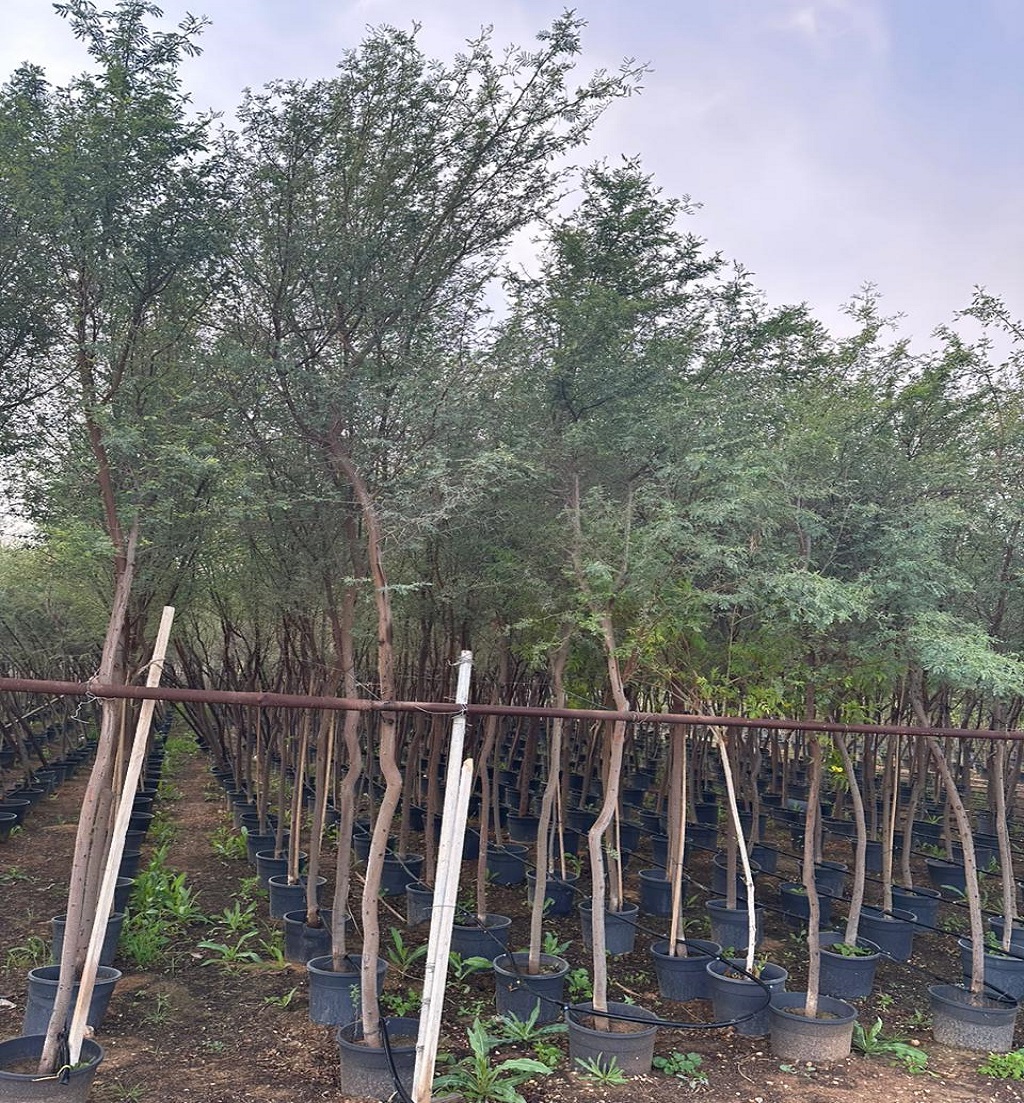 landscape23