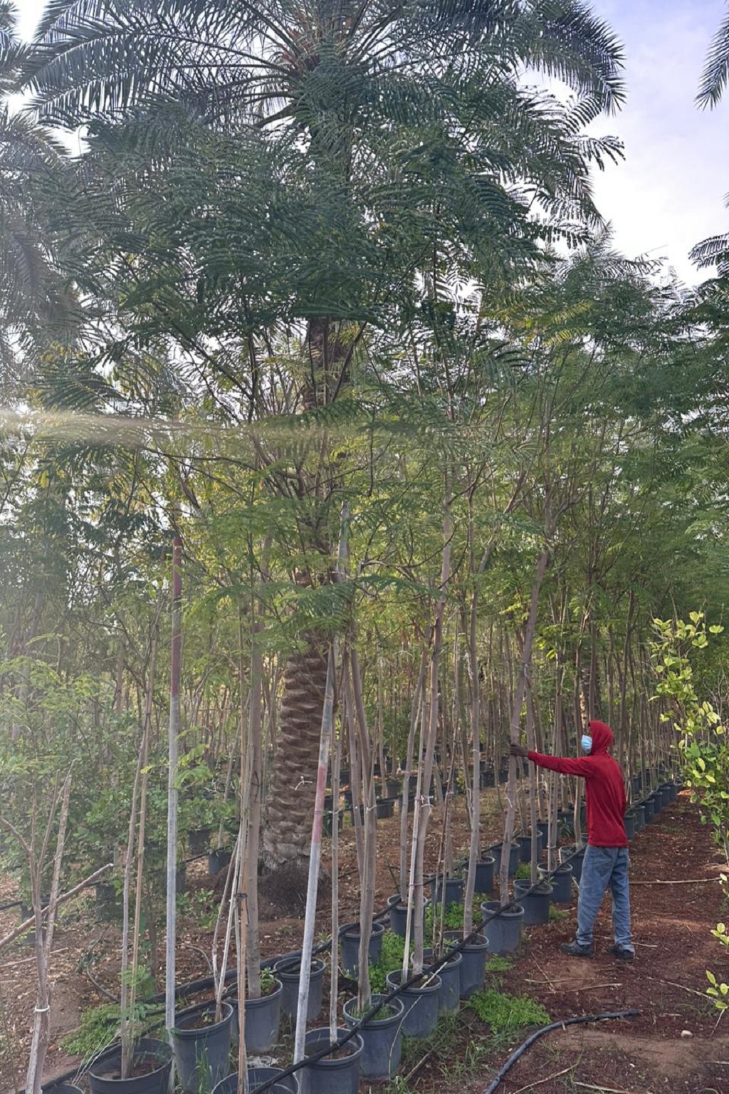 nursery
