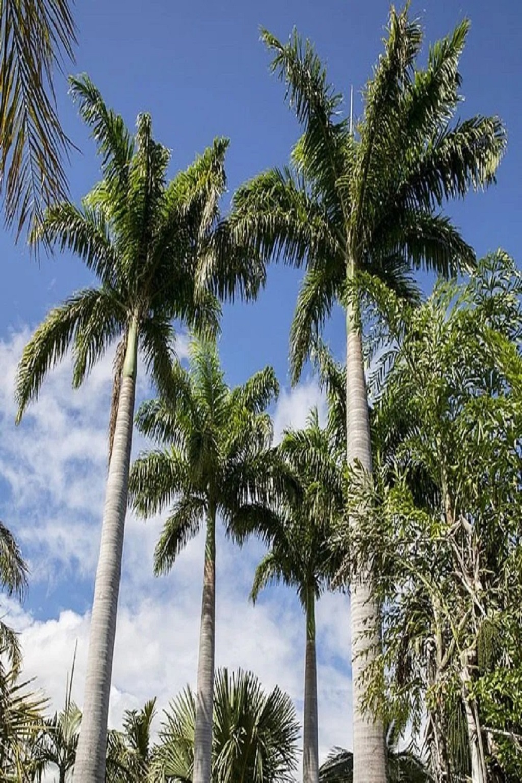 royal-palm-tree