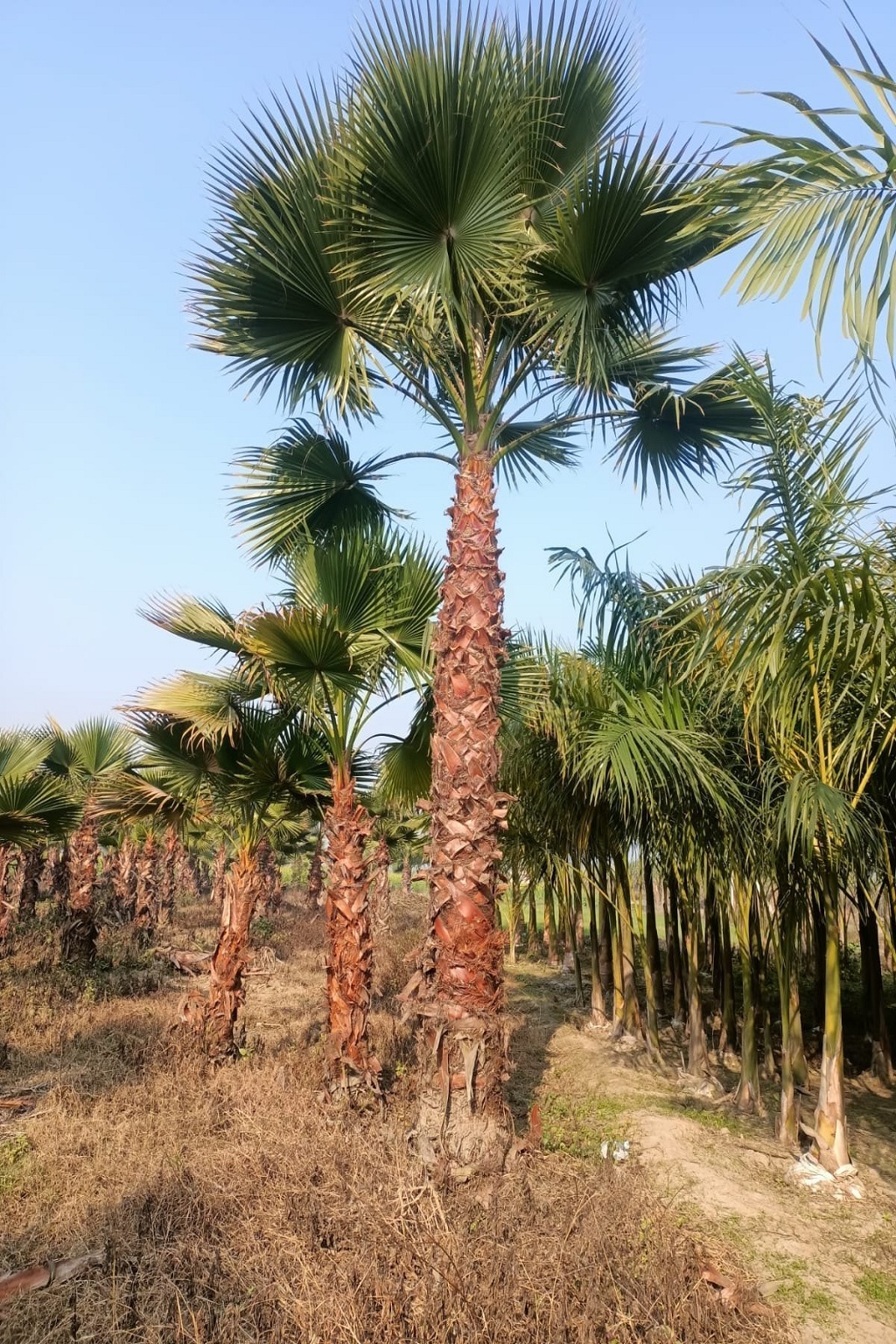 washingtonia-palm-tree