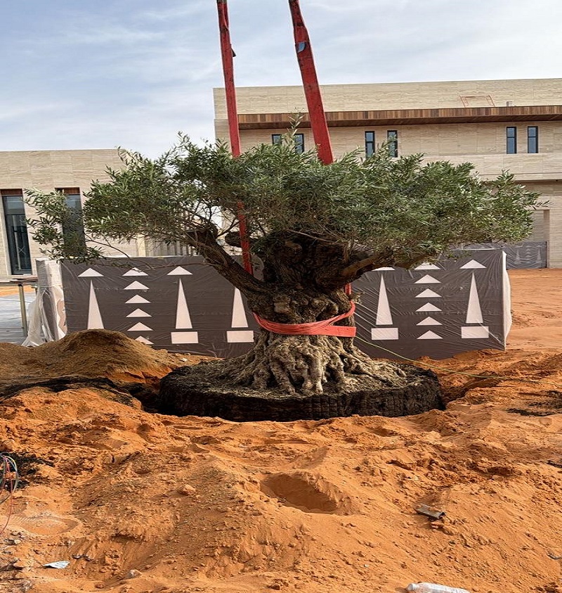 About us - Green Wady