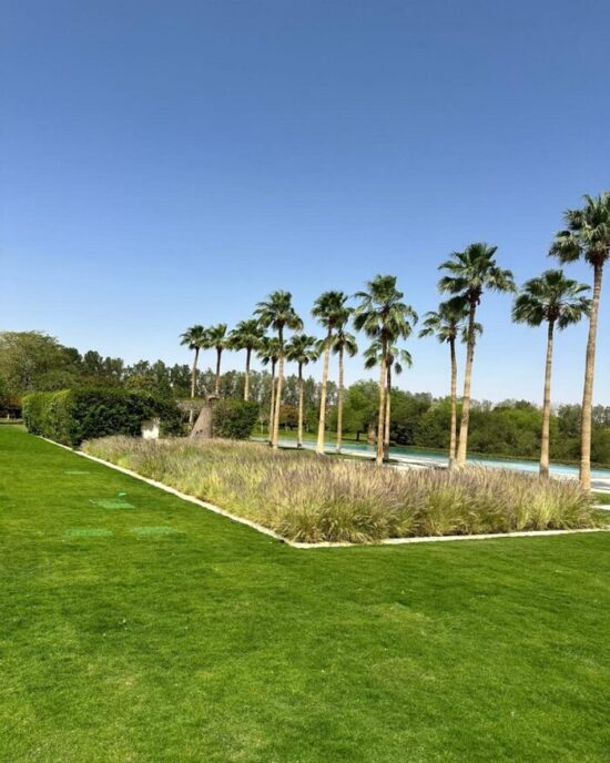 How to Select the Best Washingtonia Tree Supplier in Riyadh