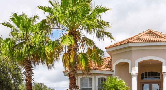 Palm Trees for Saudi Gardens: Types, Benefits & Maintenance